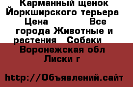 Карманный щенок Йоркширского терьера › Цена ­ 30 000 - Все города Животные и растения » Собаки   . Воронежская обл.,Лиски г.